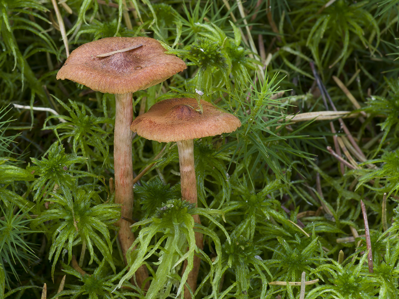 Cortinarius croceoconus